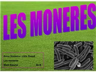 LES MONERES Anna Xumetra i Júlia Rosell Les moneres Medi Natural  6è B 