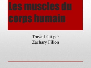 Les muscles du corps humain Travail fait par  Zachary Filion 
