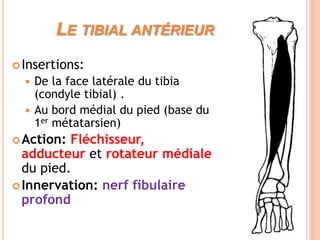 LE TIBIAL ANTÉRIEUR
Insertions:
 De la face latérale du tibia
(condyle tibial) .
 Au bord médial du pied (base du
1er métatarsien)
Action: Fléchisseur,
adducteur et rotateur médiale
du pied.
Innervation: nerf fibulaire
profond
 