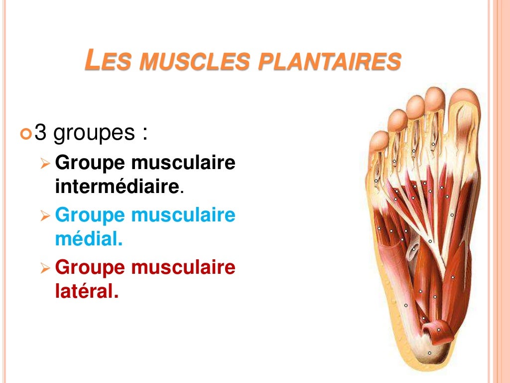 Les muscles de la jambe et du pied