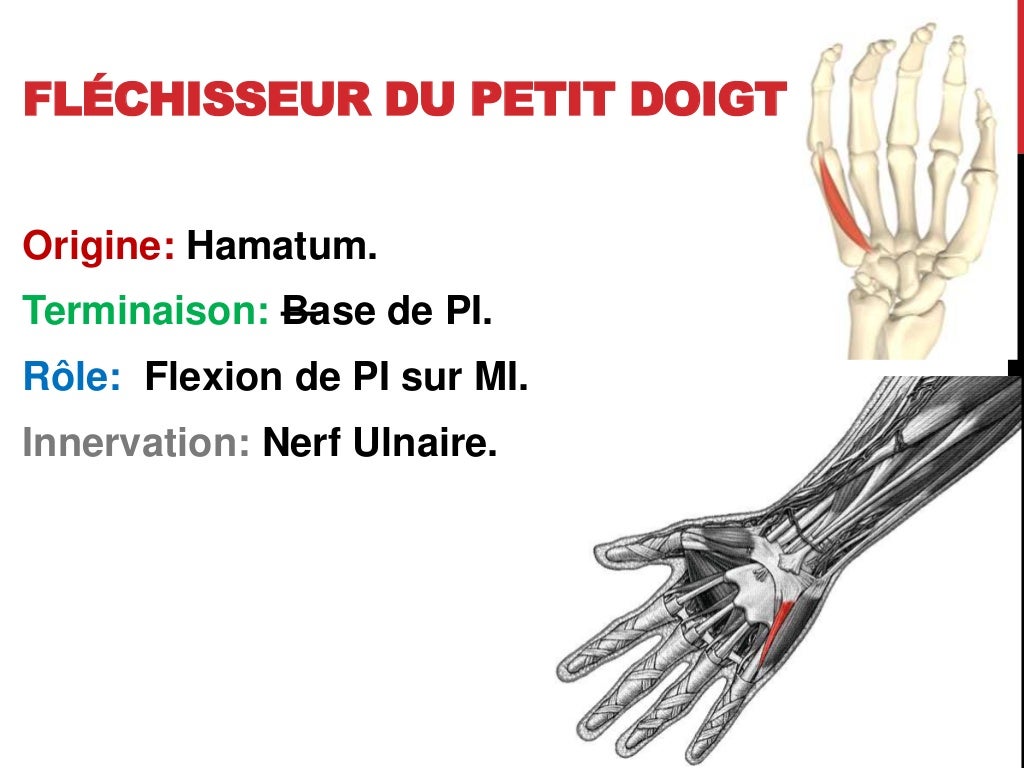 Yat Il Des Muscles Dans Les Doigts