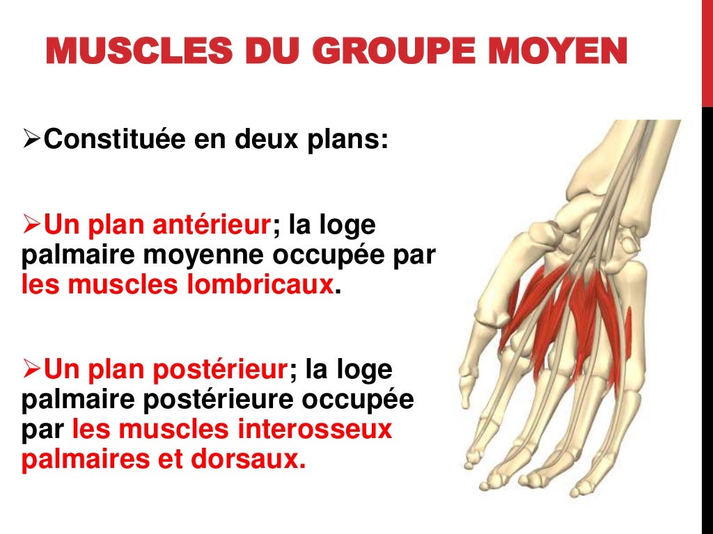 Yat Il Des Muscles Dans Les Doigts