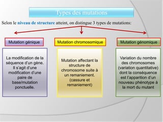 Types des mutations
Selon le niveau de structure atteint, on distingue 3 types de mutations:
Mutation génique Mutation chromosomique Mutation génomique
La modification de la
séquence d’un gène.
Il s’agit d’une
modification d’une
paire de
base/mutation
ponctuelle.
Mutation affectant la
structure de
chromosome suite à
un remaniement.
(cassure et
remaniement)
Variation du nombre
des chromosomes
(variation quantitative)
dont la conséquence
est l’apparition d’un
nouveau phénotype à
la mort du mutant
 
