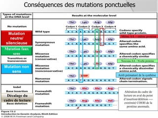 Conséquences des mutations ponctuelles
Mutation
neutre/
silencieuse
Mutation faux
sens
Même AA ---même protéine
Nouveau AA – Nvelle proteine
Mutation non
sens
Arrêt prématuré de la synthèse
Décalage du
cadre de lecture
Altération du cadre de
lecture en aval du point
d’insertion/délétion ----
extrémité COOH de la
protéine anormale.
 