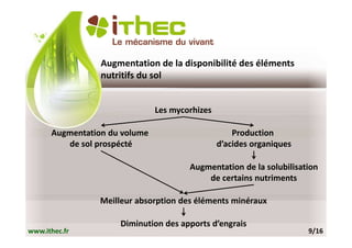 Augmentation de la disponibilité des éléments
                 nutritifs du sol


                               Les mycorhizes

      Augmentation du volume                        Production
         de sol prospécté                       d’acides organiques

                                       Augmentation de la solubilisation
                                           de certains nutriments

                 Meilleur absorption des éléments minéraux

                      Diminution des apports d’engrais
www.ithec.fr                                                          9/16
 