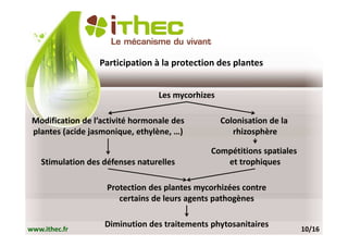 Participation à la protection des plantes


                                  Les mycorhizes

 Modification de l’activité hormonale des          Colonisation de la
 plantes (acide jasmonique, ethylène, …)              rhizosphère

                                               Compétitions spatiales
   Stimulation des défenses naturelles            et trophiques

                    Protection des plantes mycorhizées contre
                       certains de leurs agents pathogènes

                    Diminution des traitements phytosanitaires
www.ithec.fr                                                            10/16
 