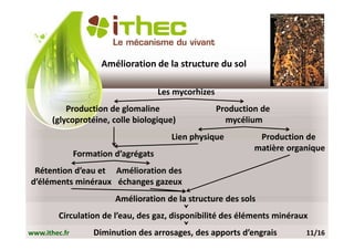 Amélioration de la structure du sol

                                      Les mycorhizes
           Production de glomaline                     Production de
       (glycoprotéine, colle biologique)                 mycélium
                                         Lien physique           Production de
                                                                matière organique
               Formation d’agrégats
 Rétention d’eau et Amélioration des
d’éléments minéraux échanges gazeux
                         Amélioration de la structure des sols
        Circulation de l’eau, des gaz, disponibilité des éléments minéraux
www.ithec.fr        Diminution des arrosages, des apports d’engrais         11/16
 