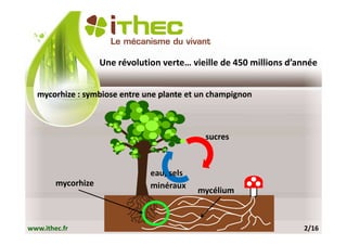 Une révolution verte… vieille de 450 millions d’année


  mycorhize : symbiose entre une plante et un champignon



                                             sucres



                                eau, sels
        mycorhize               minéraux
                                            mycélium



www.ithec.fr                                                         2/16
 