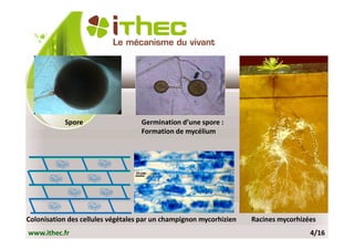 Spore                   Germination d’une spore :
                                   Formation de mycélium




Colonisation des cellules végétales par un champignon mycorhizien   Racines mycorhizées
www.ithec.fr                                                                         4/16
 