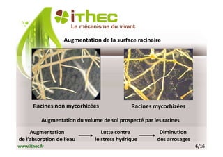 Augmentation de la surface racinaire




       Racines non mycorhizées                Racines mycorhizées

          Augmentation du volume de sol prospecté par les racines

     Augmentation                 Lutte contre           Diminution
de l’absorption de l’eau       le stress hydrique       des arrosages
www.ithec.fr                                                            6/16
 