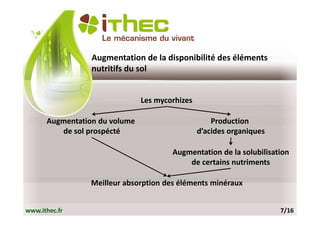 Augmentation de la disponibilité des éléments
                 nutritifs du sol


                               Les mycorhizes

      Augmentation du volume                        Production
         de sol prospécté                       d’acides organiques

                                       Augmentation de la solubilisation
                                           de certains nutriments

                 Meilleur absorption des éléments minéraux


www.ithec.fr                                                          7/16
 