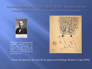 Dessin de neurones du cervelet de pigeon par Santiago Ramón y Cajal (1899).
histologiste et neuroscientifique
espagnol, colauréat du prix
Nobel de physiologie ou
médecine en 1906 avec Camillo
Golgi « en reconnaissance de
leurs travaux sur la structure du
système nerveux ».
 