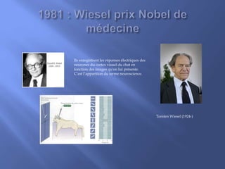 Torsten Wiesel (1924-)
Ils enregistrent les réponses électriques des
neurones du cortex visuel du chat en
fonction des images qu'on lui présente.
C’est l’apparition du terme neuroscience.
 