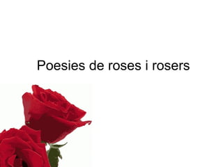 Poesies de roses i rosers 
