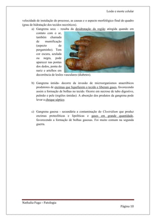 Lesão e morte celular

velocidade de instalação do processo, as causas e o aspecto morfológico final do quadro
(grau de hidratação dos tecidos necróticos).
       a) Gangrena seca – resulta da desidratação da região atingida quando em
           contato com o ar,
           também chamada
           de     mumificação
           (aspecto          de
           pergaminho). Tem
           cor escura, azulada
           ou negra, pode
           aparecer nas pontas
           dos dedos, ponta do
           nariz e artelhos em
           decorrência de lesões vasculares (diabetes).

       b) Gangrena úmida- decorre da invasão de microorganismos anaeróbicos
          produtores de enzimas que liquefazem o tecido e liberam gases, favorecendo
          assim a formação de bolhas no tecido. Ocorre em necrose de tubo digestivo,
          pulmão e pele (regiões úmidas). A absorção dos produtos da gangrena pode
          levar a choque séptico.


       c) Gangrena gasosa - secundária a contaminação do Clostridium que produz
          enzimas proteolíticas e lipolíticas e gases em grande quantidade,
          favorecendo a formação de bolhas gasosas. Foi muito comum na segunda
          guerra.




Nathalia Fuga – Patologia
                                                                            Página 10
 