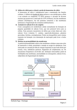 Lesão e morte celular

      3) Influxo de cálcio para o citosol e perda da homeostase do cálcio
         A homeostase do cálcio é indispensável para a manutenção das funções
         celulares. A falência da bomba de cálcio promove a sua entrada para a célula
         e seu acúmulo no citoplasma. O cálcio promove a ativação de diversas
         enzimas que promovem a inativação do ATP (ATPases), lise das membranas
         celulares (fosfolipases), lise das proteínas estruturais e das membranas
         (proteases) e fragmentação da cromatina (endonucleases).
      4) Acúmulo de radicais livres do oxigênio
         Como conseqüência do metabolismo celular normalmente há formação de
         pequena quantidade de radicais livres, que tem potencial lesivo para as
         células. Estas possuem mecanismos de defesa que evitam danos por estes
         radicais livres (vitamina C, catalase, superóxido-dismutases, glutation
         peroxidase, ferritina, ceruloplasmina). Porém um desequilíbrio neste sistema
         (aumento da formação e/ou diminuição da inativação) pode levar a lesões
         celulares.
      5) Defeitos na permeabilidade das membranas
         A perda da permeabilidade seletiva das membranas celulares causa uma série
         de transtornos à célula, permitindo a entrada ou escape de substâncias. Esta
         lesão pode ser causada por falta de energia (isquemia) ou por lesão direta por
         toxinas, vírus, substâncias químicas, fragmentos do complemento, etc. Os
         mecanismos bioquímicos envolvidos são: disfunção mitocondrial, perda de
         fosfolipídios das membranas, anormalidades no citoesqueleto, radicais livres,
         subprodutos da fragmentação dos lipídios.




Nathalia Fuga – Patologia
                                                                             Página 3
 