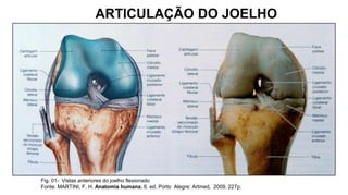 ARTICULAÇÃO DO JOELHO

Fig. 01- Vistas anteriores do joelho flexionado
Fonte: MARTINI, F. H. Anatomia humana. 6. ed. Porto Alegre: Artmed, 2009. 227p.

 