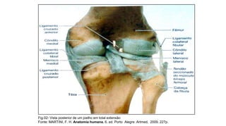 Fig.02- Vista posterior de um joelho em total extensão
Fonte: MARTINI, F. H. Anatomia humana. 6. ed. Porto Alegre: Artmed, 2009. 227p.

 