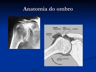 Anatomia do ombro 