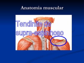 Anatomia muscular 