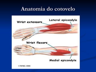 Anatomia do cotovelo 