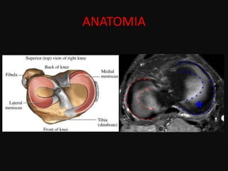 ANATOMIA
 