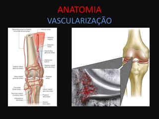 ANATOMIA
VASCULARIZAÇÃO
 