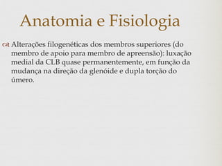 Anatomia e Fisiologia
 Alterações filogenéticas dos membros superiores (do
membro de apoio para membro de apreensão): luxação
medial da CLB quase permanentemente, em função da
mudança na direção da glenóide e dupla torção do
úmero.
 