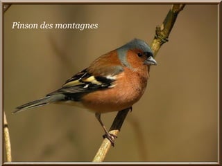 Pinson des montagnes 