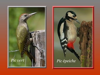 Pic épeiche Pic vert 