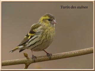 Tarin des aulnes 
