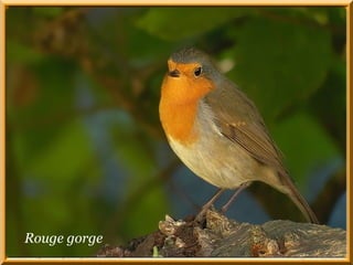 Rouge gorge 