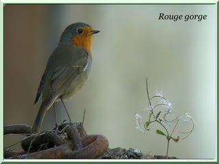 Rouge gorge 