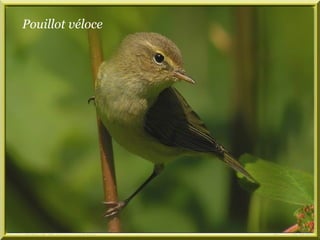Pouillot véloce 