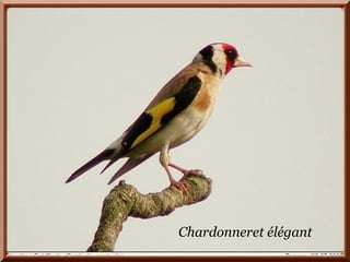 Chouette hulotte. Chardonneret élégant 