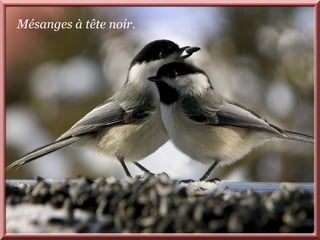 Mésanges à tête noir. 