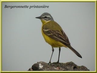 Bergeronnette printanière 