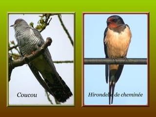 Coucou Hirondelle de cheminée 