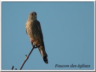 Faucon des églises 