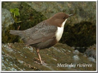 Merle des rivières 