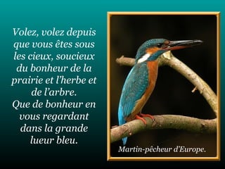 Volez, volez depuis que vous êtes sous les cieux, soucieux du bonheur de la prairie et l’herbe et de l’arbre. Que de bonheur en vous regardant dans la grande lueur bleu. Martin-pêcheur d’Europe. 