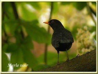 Merle noir 