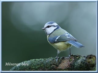 Mésange bleu 