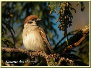 Alouette des champs. Alouette des champs 