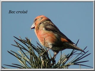 Bec-croisé. Bec croisé 