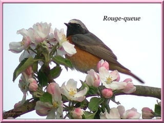 Rouge –queue. Rouge-queue 