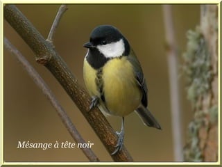 Mésange à tête noir 