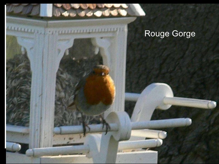 Les Oiseaux De Notre Jardin