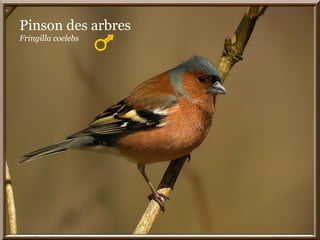 Pinson des arbres
Fringilla coelebs
 