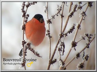 Bouvreuil pivoine
Pyrrhula pyrrhula
 